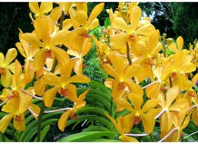 Сад орхидей в Сингапуре 