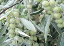 Русские маслинки
