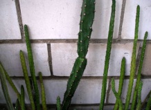 Когда и зачем прививают кактусы