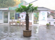 Содержание пальм  в зимний период  (Трахикарпус, Хамеропс)