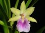 Орхидеи рода Мильтония