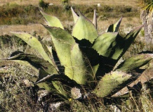 Кактусы юга Мексики