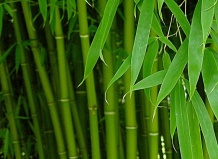Бамбук может исчезнуть?