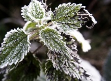 Как защитить растения от весенних заморозков