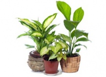 Рекомендации по выбору удобрений для комнатных растений