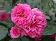 Плетистые розы с шармом южного Прованса