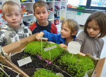 Растения в классе – залог  успешной учебы