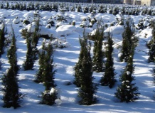 Защита хвойных растений зимой