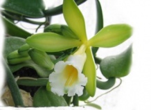 Ванильная орхидея – выращивание и уход 