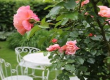 Место розы в современном саду