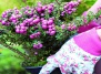 Кустарники с декоративными плодами – всплеск цвета в осеннем саду