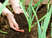 Весеннее удобрение садовых и комнатных растений: полезные советы