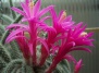 В среде эпифитных кактусов. Род Апорокактусы