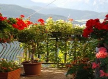 10 советов для пышного цветения балконных цветов