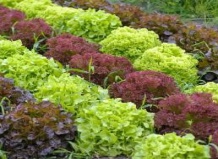 Разнообразие салатов в Вашем саду – рекомендуемые сорта