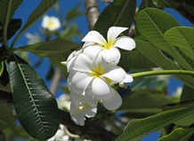 Плюмерия - символ тропических островов