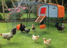 5 советов, как содержать кур в саду