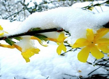 Желтый зимний жасмин – цветение вопреки зиме