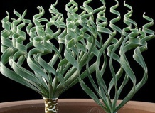 Удивительные растения из удивительного рода Альбука