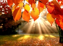 Осенний семейный праздник «Золотая Осень» в садовом центре Ваш Сад