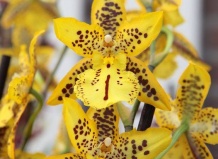  Орхидея камбрия — великолепие и неприхотливость!
