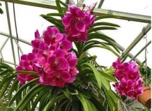 Ванда – королева орхидей
