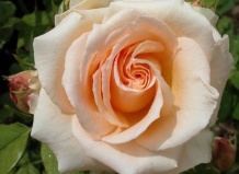 Роза чайно-гибридная «Примадонна»