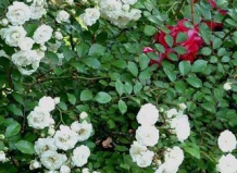 Роза ковровая 'Alba Meidiland' 