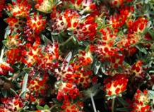 http://www.vashsad.ua/i/encyclopedia/218_159/52sDzL5E.jpg