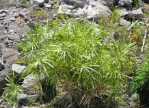 Ситовник (Cyperus)