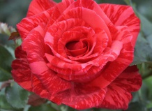 Роза чайно-гибридная “Ред интуишин»