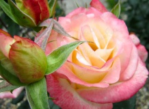 Роза чайно-гибридная «Белла Перл» 