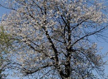 Род Prunus L.