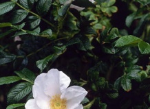 Роза яблочная белая 