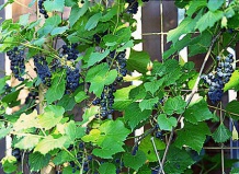 Виноград лисий 