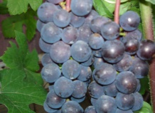 Виноград скальный 