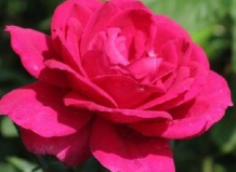 Роза чайно-гибридная Юриадна