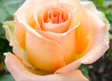 Роза чайно-гибридная «Версилиа» 