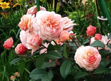 Роза A Shropshire Lad - описание, виды, фото, уход, содержание, пересадка, вредители, размножение - Роза на Ваш Сад