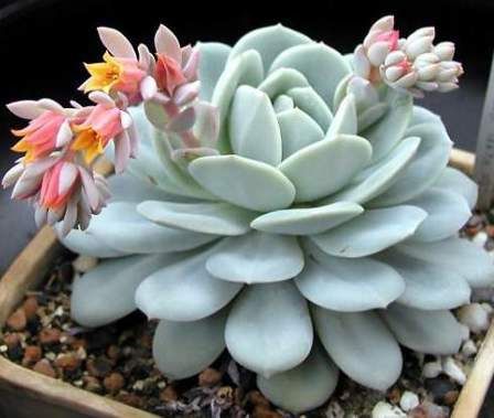 Эхеверия/Эчеверия/Echeveria/Каменная роза U_464504241