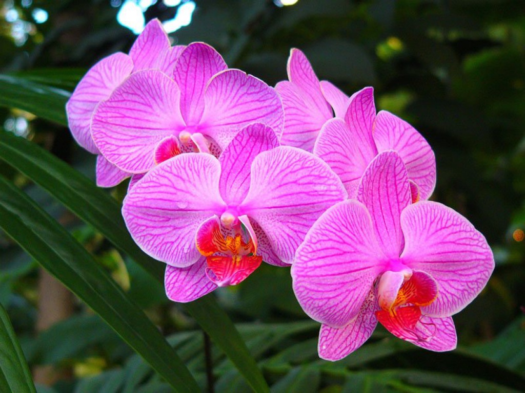 Орхидея из бисера - схема плетения  " Бисер.ру. коды для самсунга s5230. орхидея из бисера - Самое интересное в блогах...