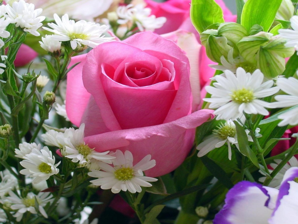 All nature in the world from kaku: 21 Awesome Flower Photos