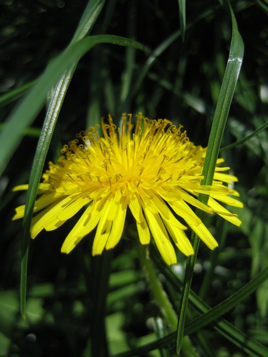 Средь травы некошеной...Одуванчики...))). Обсуждение на LiveInternet ...