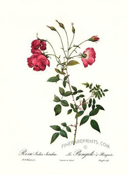 Rosa indica sertulata
