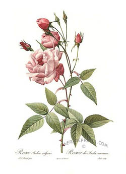 Rosa indica vulgaris