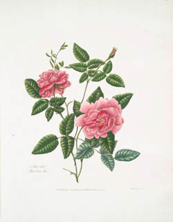 Rosa indica, (Blush China rose)