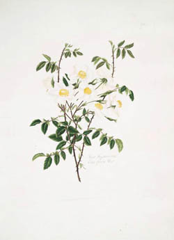 Rosa semperfvirens, (Ever green rose)