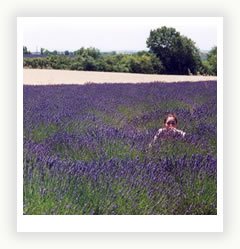 Levanduľa: z vysoko-horských porastov na balkón