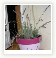 Levanduľa: z vysoko-horských porastov na balkón