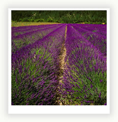 Levanduľa: z vysoko-horských porastov na balkón